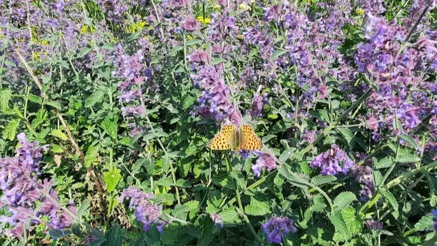 Lezing ecologisch tuinieren: 'klein beginnen, groot effect.'