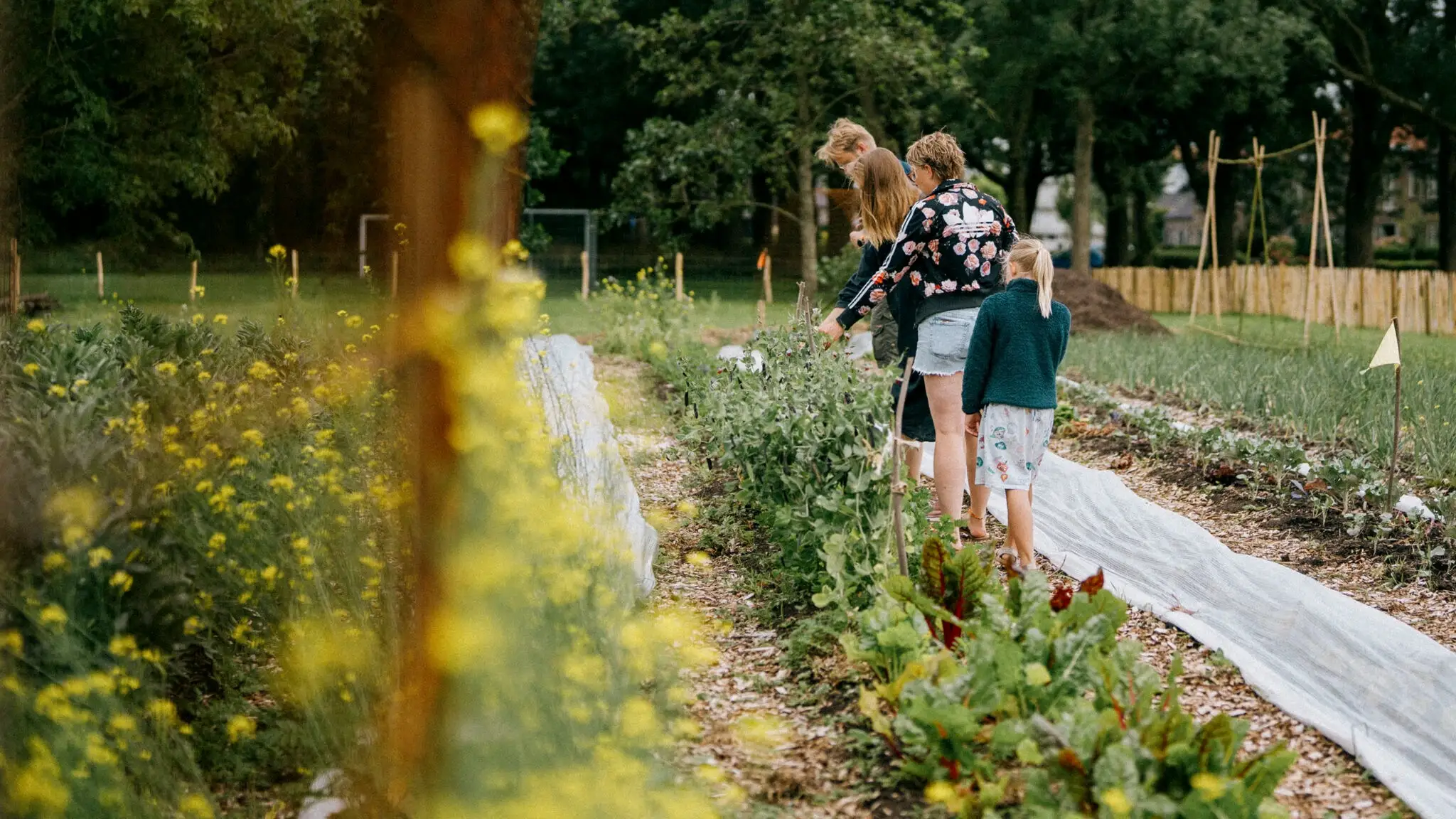 Free fresh vegetables at Social Food Garden Leeuwarden East