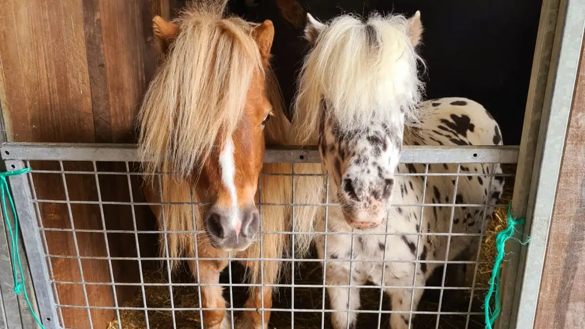 Ponywandeling