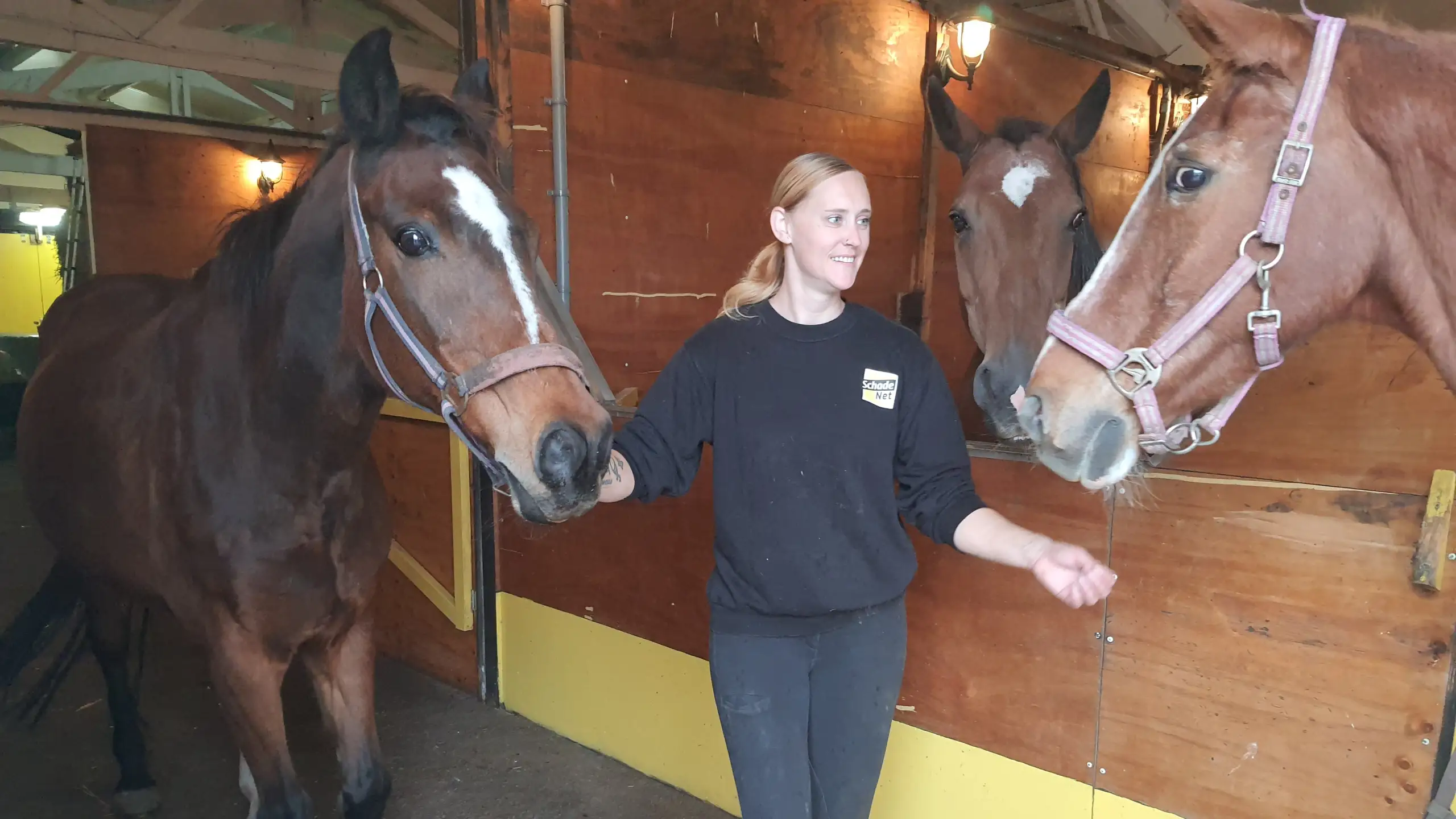 We are looking for genuine horse and pony enthusiasts to look after our retired riding school horses