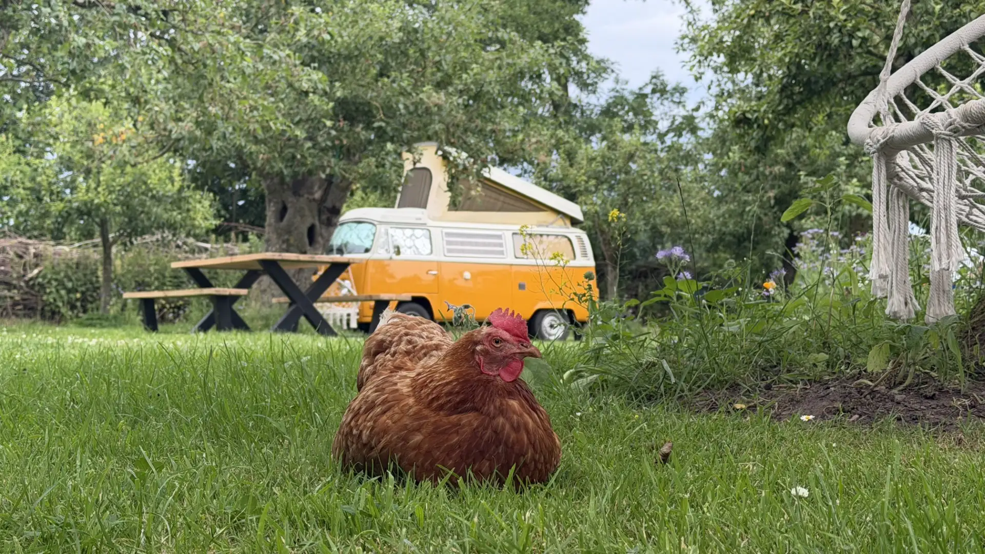 Animal care volunteer