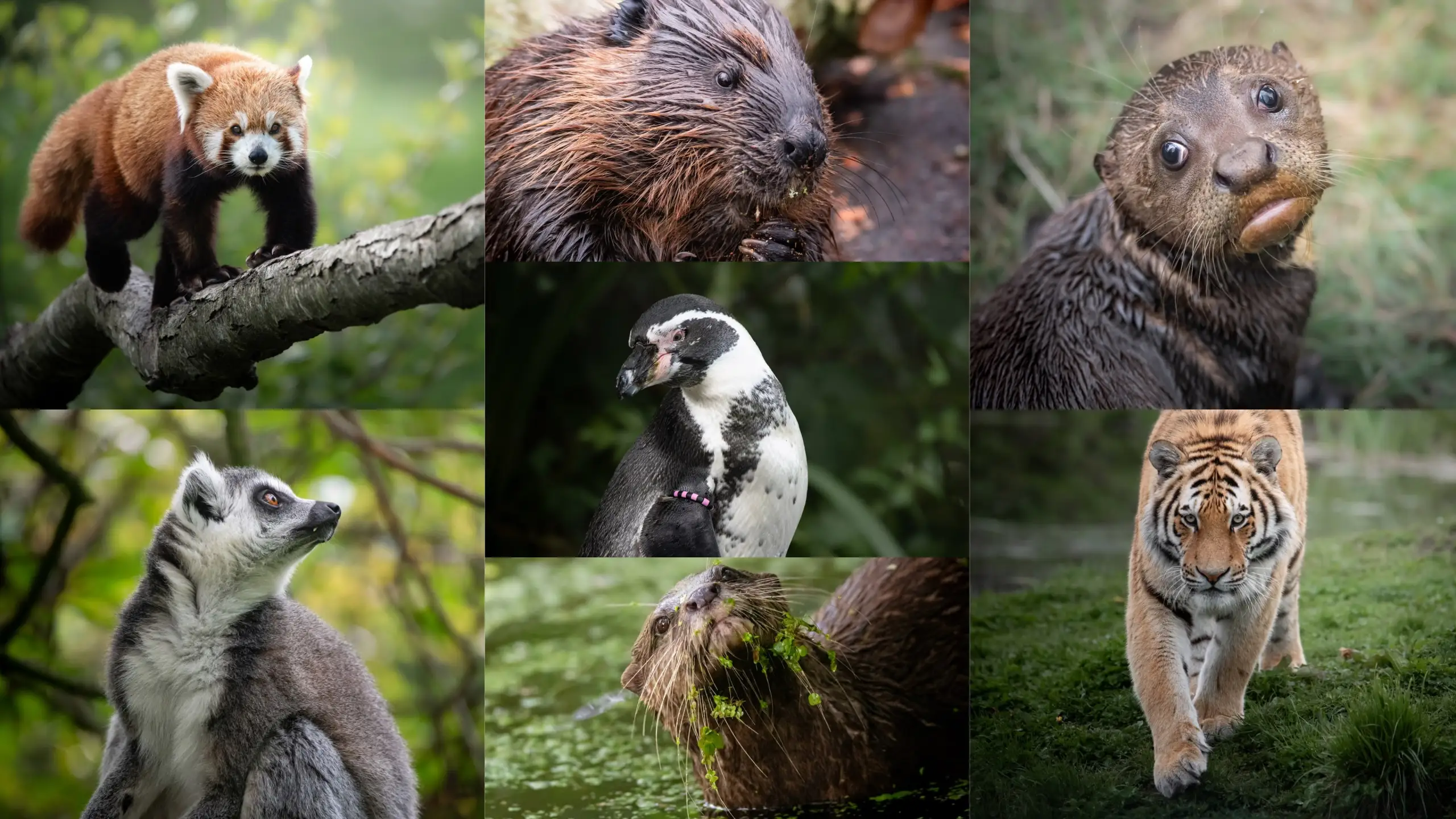 Gezocht! Enthousiaste vrijwilligers voor Stichting Wildlife in AquaZoo Leeuwarden