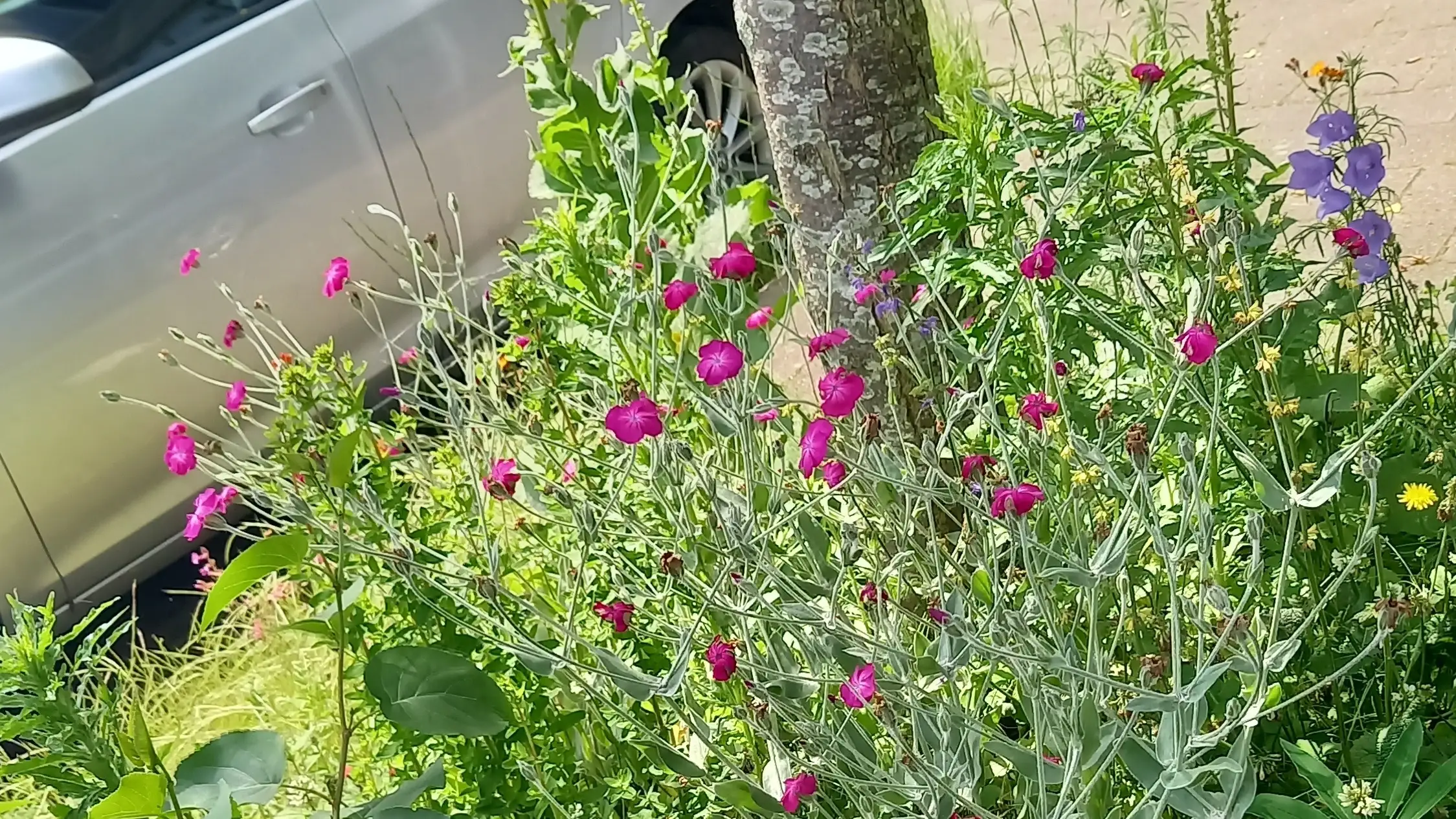 Groene Doeners team Vrijheidswijk